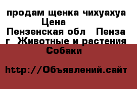 продам щенка чихуахуа. › Цена ­ 5 000 - Пензенская обл., Пенза г. Животные и растения » Собаки   